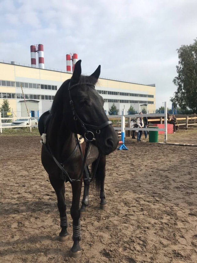 Знакомство с конным клубом: что нужно знать начинающему наезднику